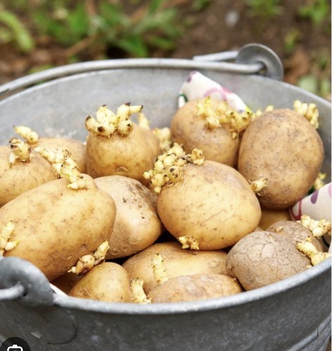 Seed potato maris piper 12 - maris,