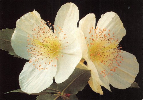 Flower postcard eucryphia - flower,