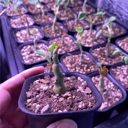 1piece 5cm seedgrowth - 1.5cm,