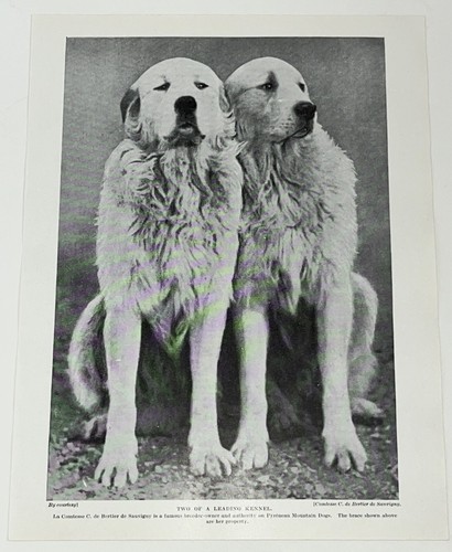 Pyrenean mountain dog breed - mountain,