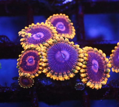 Diyreefer live coral - coral, wysiwyg