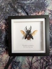 Fork horned stag beetle - horned,
