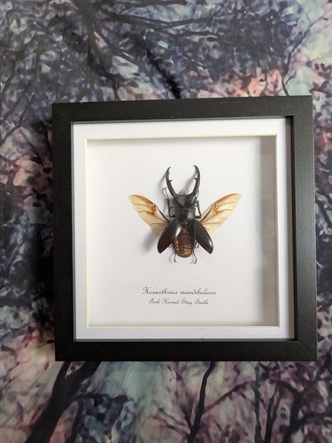 Fork horned stag - fork,