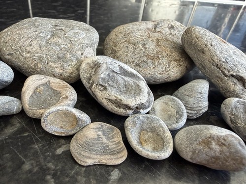 Prehistoric fossils one per - fossils,