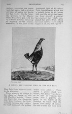 Original Old Vintage Print