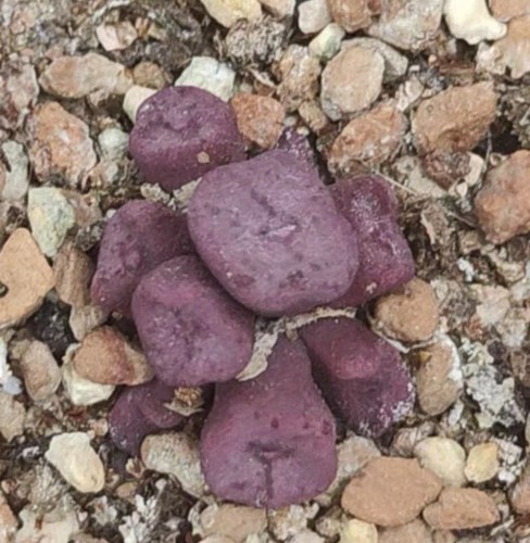 Multi heads conophytum cubicum - heads,