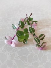 Rare Callisia Repens Bianca 2