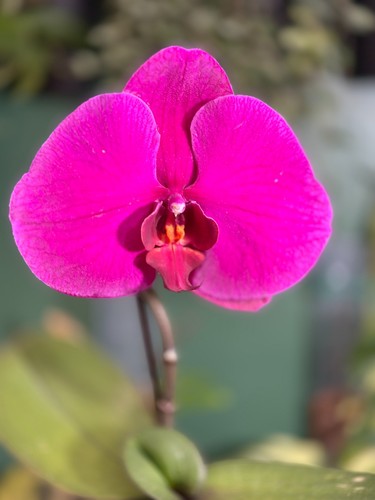 Orchid phalaenopsis singolo - phalaenopsis,