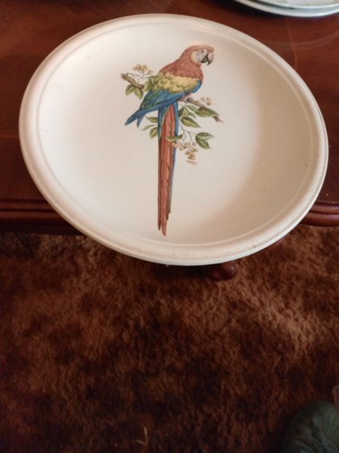 Vintage macaw dinner plate - vintage,
