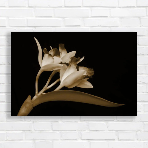 Cattleya flowers exquisite - cattleya,