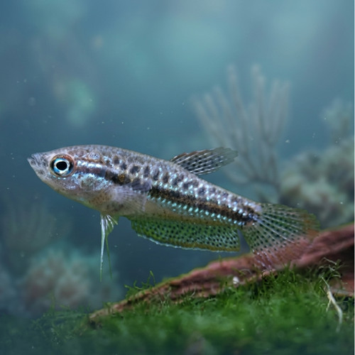 Pack sparkling gourami - gourami, live