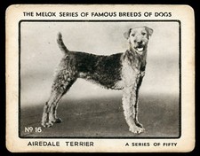 AIREDALE TERRIER Melox Dog