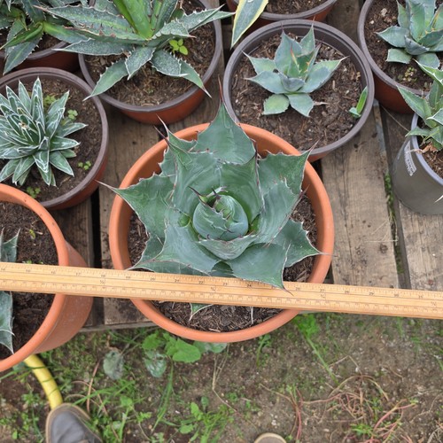 Agave parryi superb form 9 - agave,