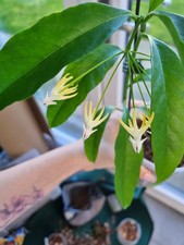 Hoya Multiflora whole plant