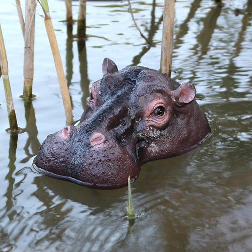 Pond floating hippopotamus - pond,