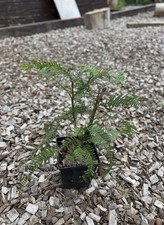 Wollemi Pine / 3 Year Old Seedling / DOUBLE STEM / Extremely Rare Tree /