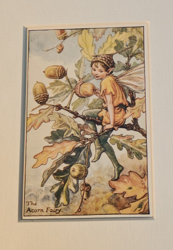 The acorn fairy vintage flower - the,