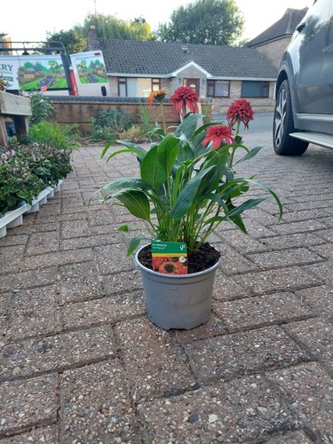 Echinacea hot papaya - echinacea, pot