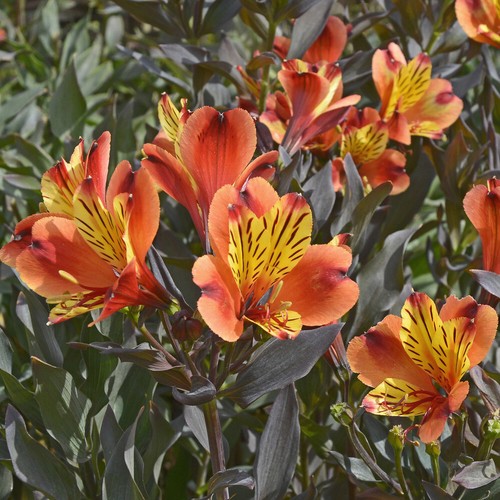 Hardy perennial plants - hardy,