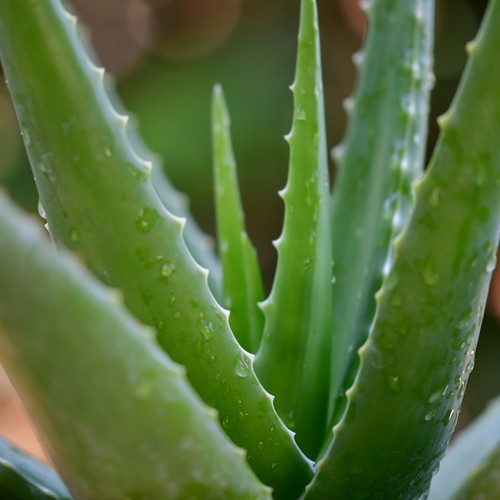 Aloe vera barbadensis miller - barbadensis,