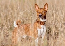 BASENJI CHARMING DOG GREETINGS