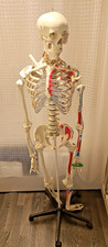 TecTake 401755 180cm Human