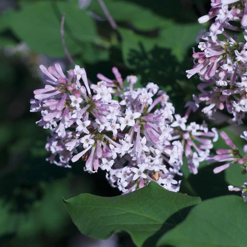 Lilac fragrant trio - t&m,