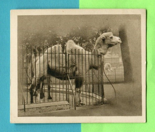 1924 hill sunripe - 1924, rj