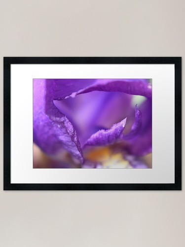 Iris petals framed art - petals,