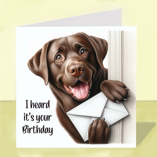 Chocolate labrador dog - chocolate,