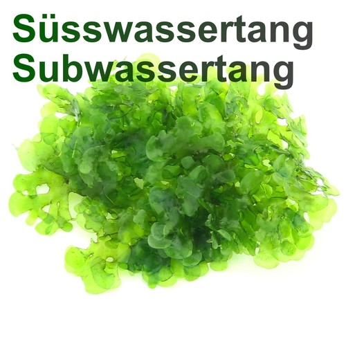 Pellia moss subwassertang - pellia, (subwassertang