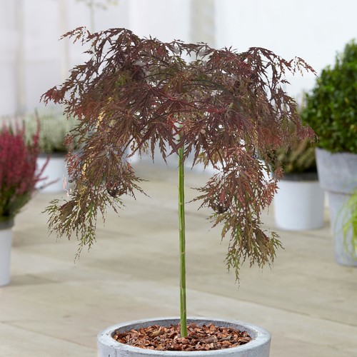Acer inaba shidare tree - acer,