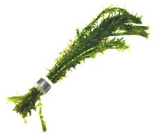 Elodea Densa Bunches Oxygenating Pond Weed Aquatic Live Plants Fish Tank 