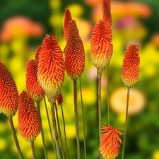 Kniphofia Uvari Bare Roots - Red Hot Poker Tall Flowering Perennial Garden Plant