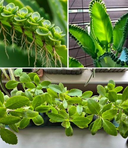 Bryophyllum pinnatum - 5,