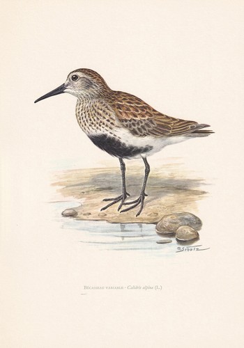 1960 dunlin bird print - 1960,