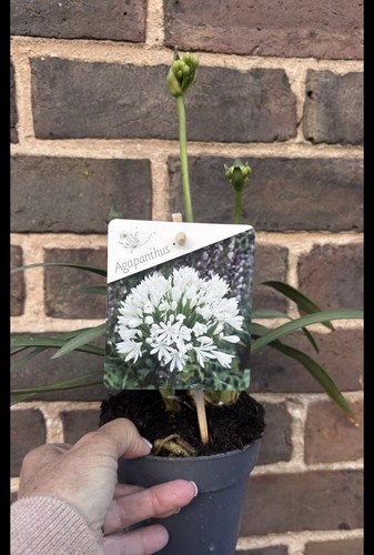 Agapanthus white perennial - agapanthus,