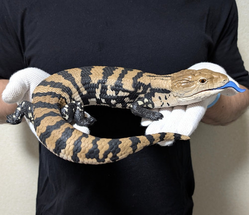 Japan bandai blue tongue - tongue, skink