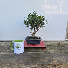 Ficus 28cm. Oakfieldbonsai
