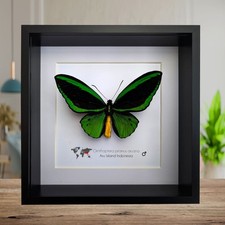 Ornithoptera Priamus Aruana