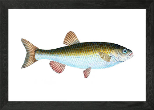 Chub cyprinus jeses framed - chub,