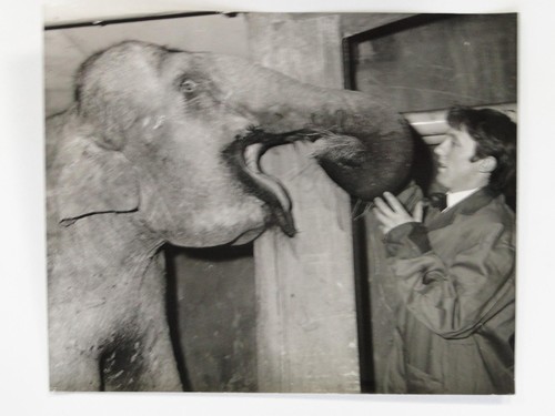 Elephant rosie billy - elephant, smarts