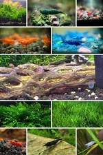 Shrimp breeder pack 2 - breeder, 10