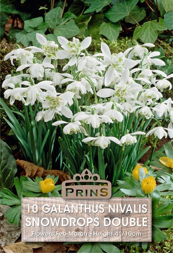 Prins galanthus nivalis - prins,