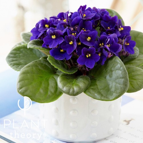15cm saintpaulia top dark blue - top,