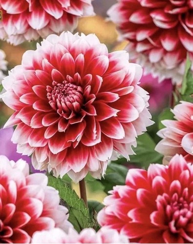 Dahlia red empire bulbs - 4,