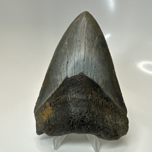 Megalodon shark tooth - megalodon,