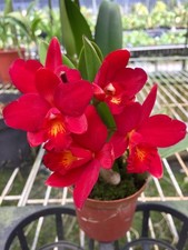 Cattleya Cattlianthe Little