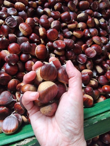 Sweet chestnuts 2kg - sweet,