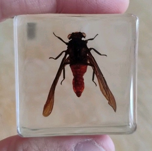 Real flying bug insect - real,
